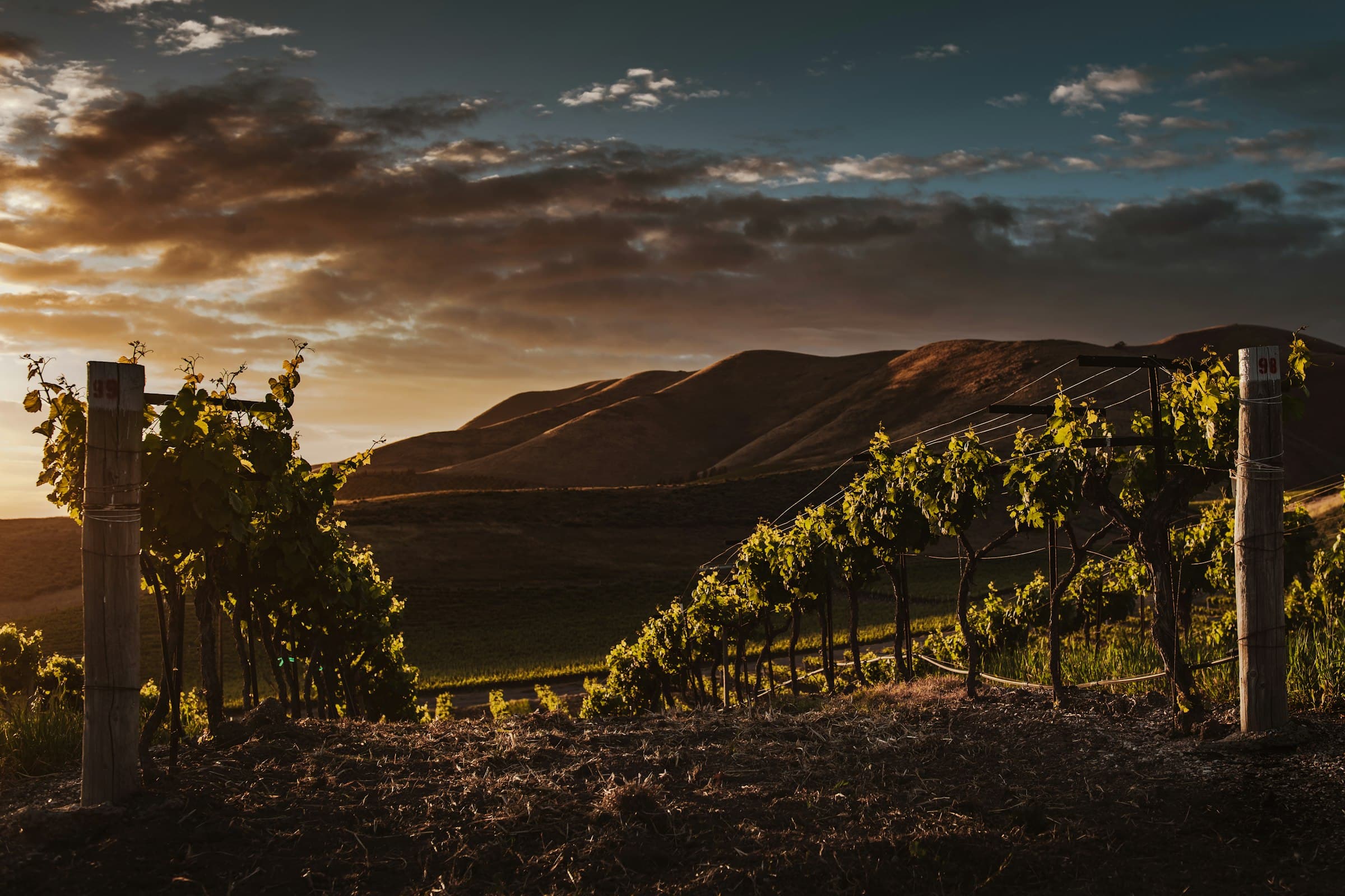 Amberlow Vineyard — hero
